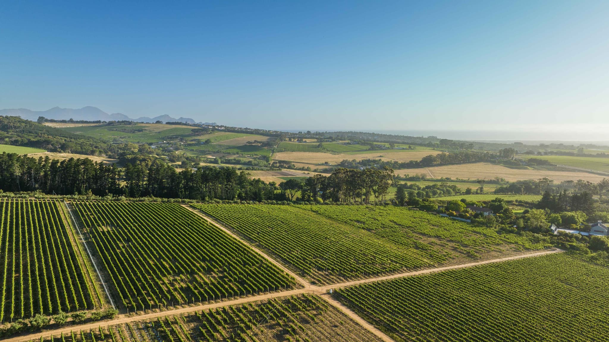 Aerial vineyards