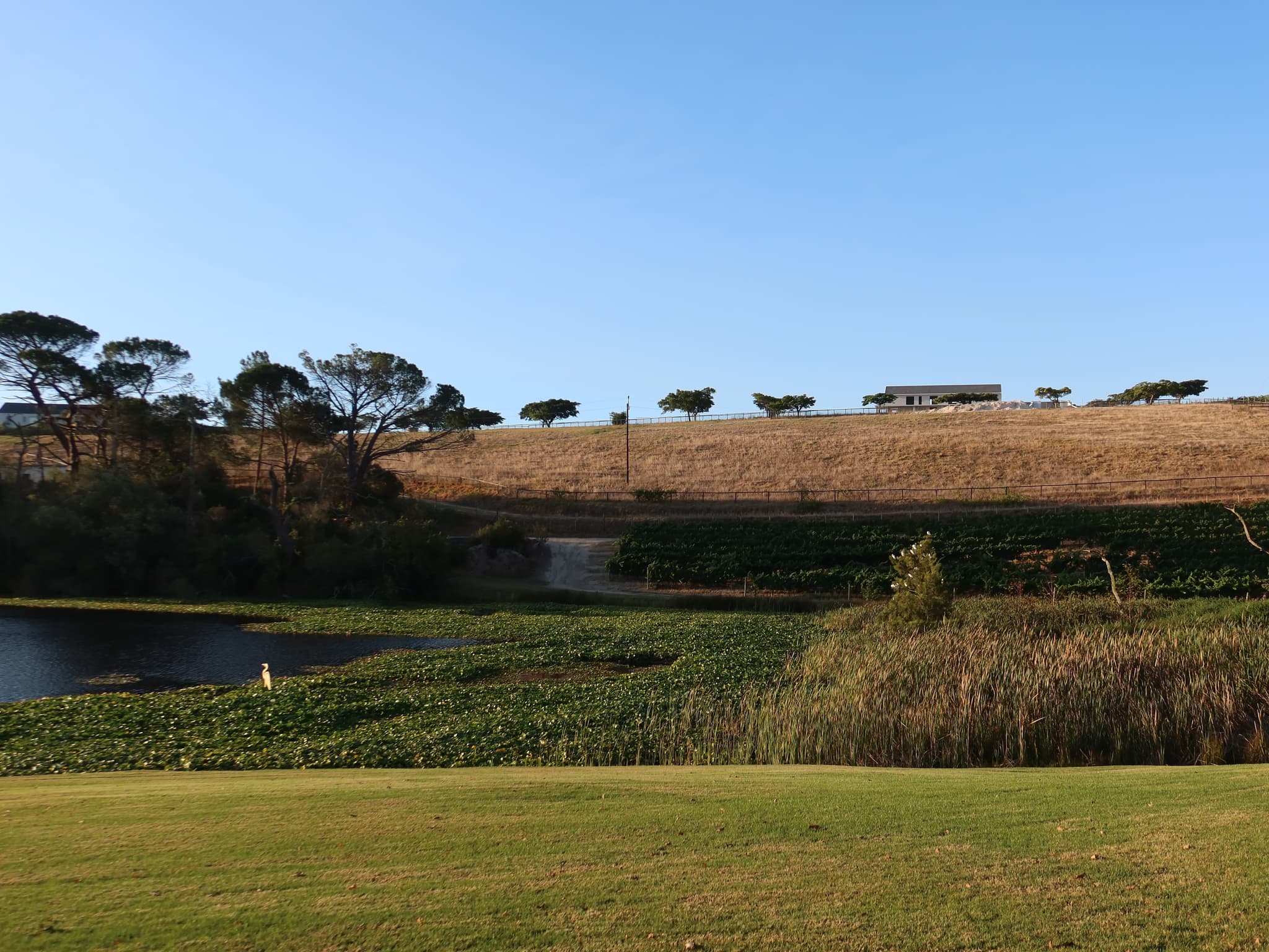 Farm pond