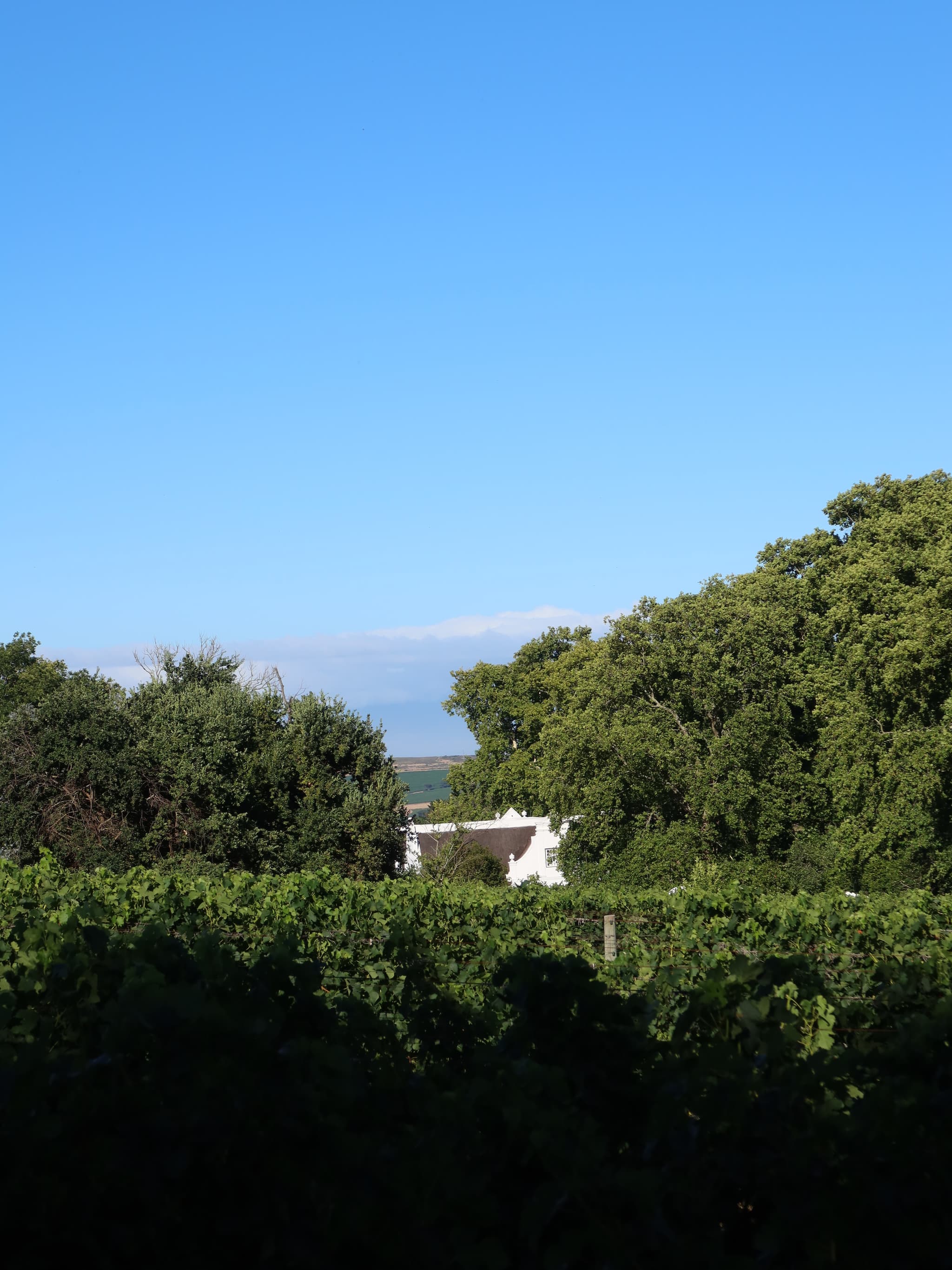 Vineyard manor view