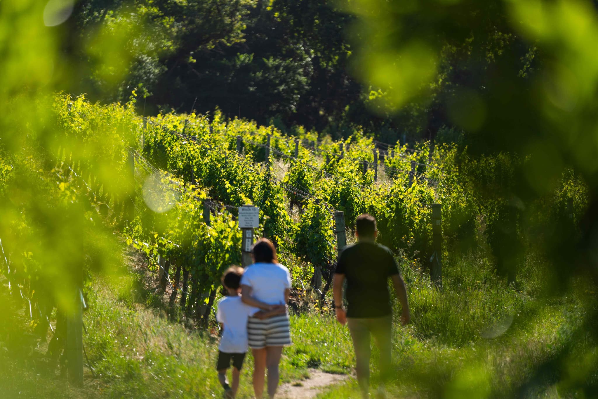 Family walking through sunlit vineyard rows at Navarre