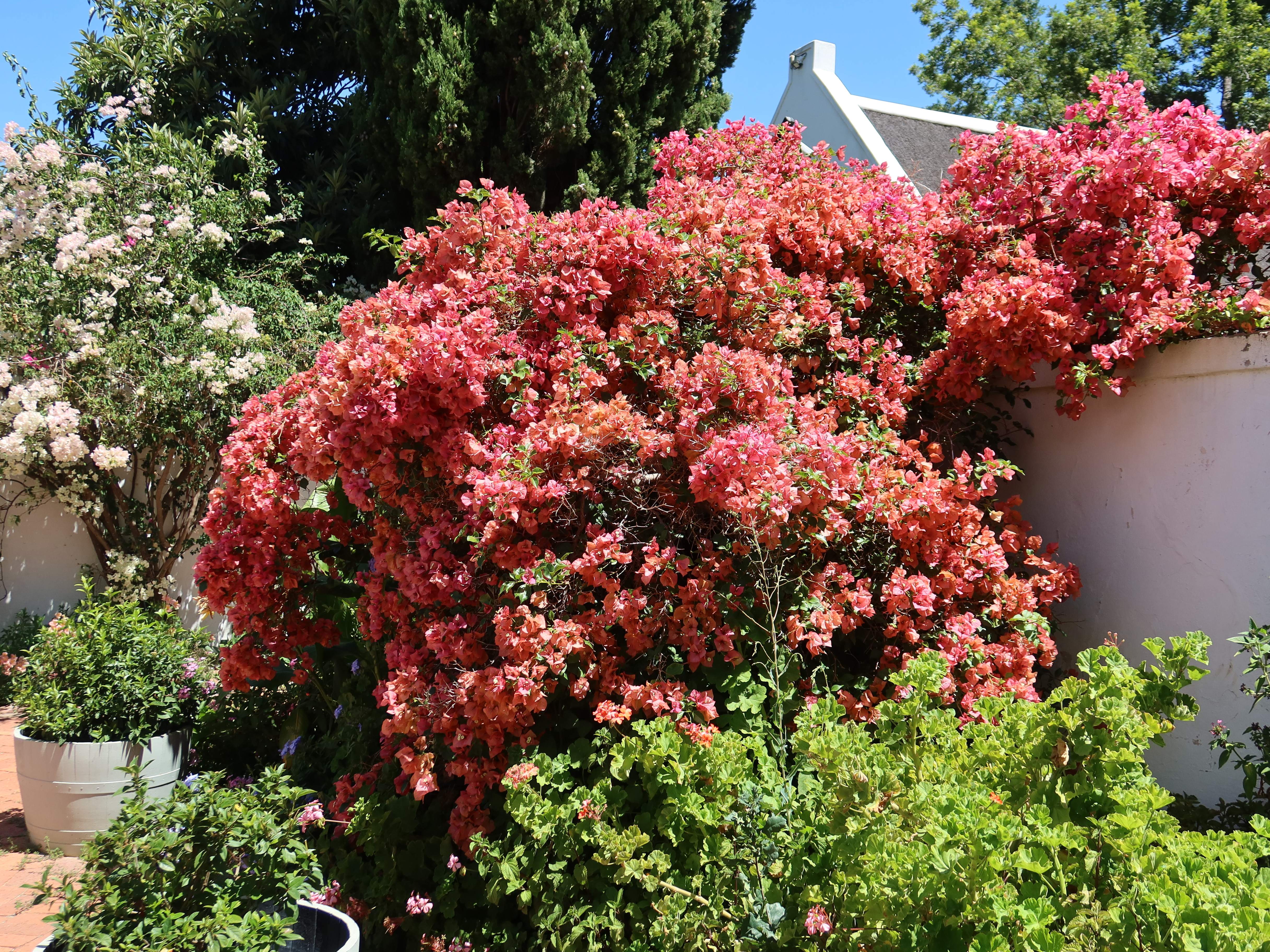 Bougainvillea