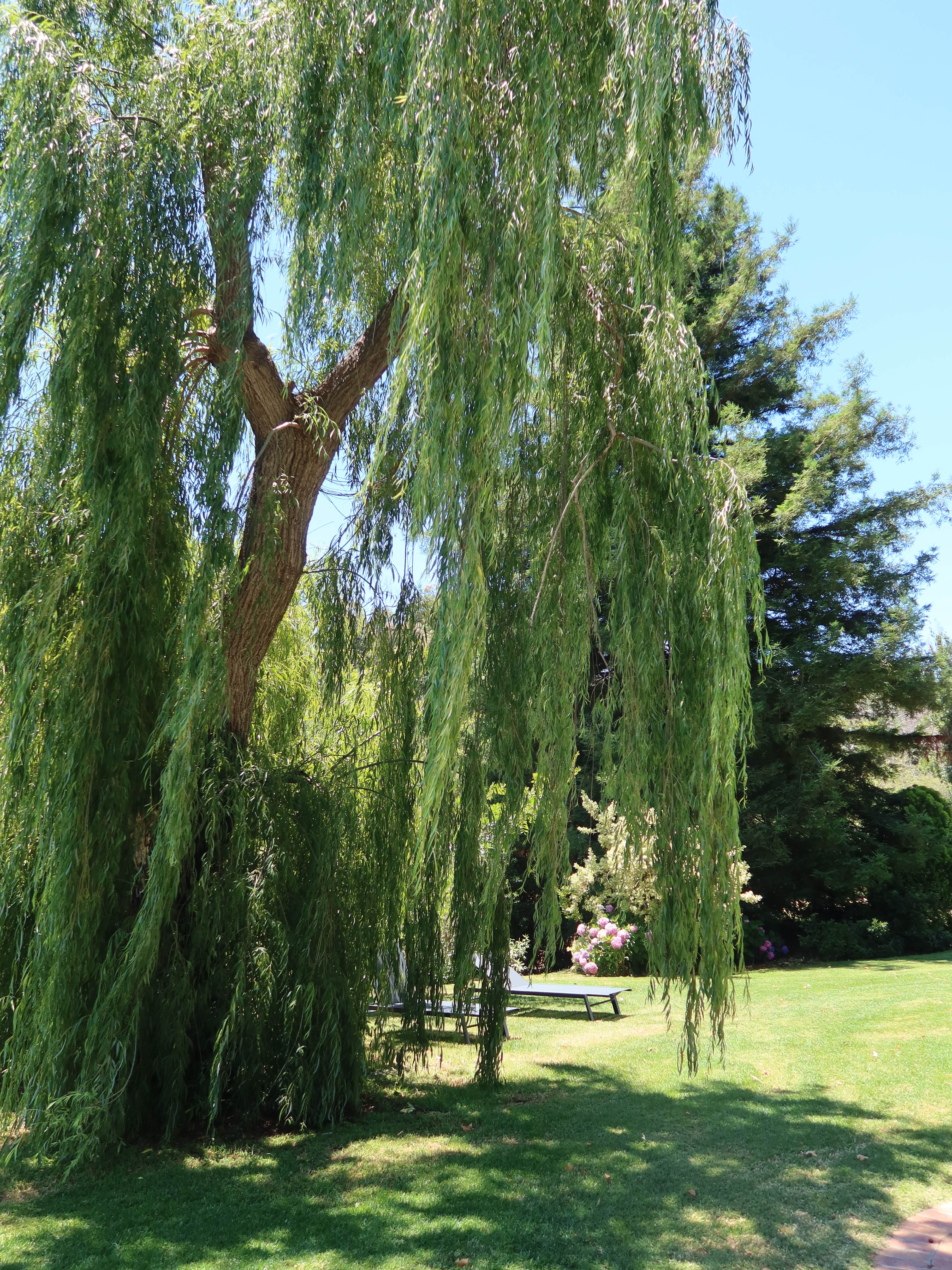 Weeping willow