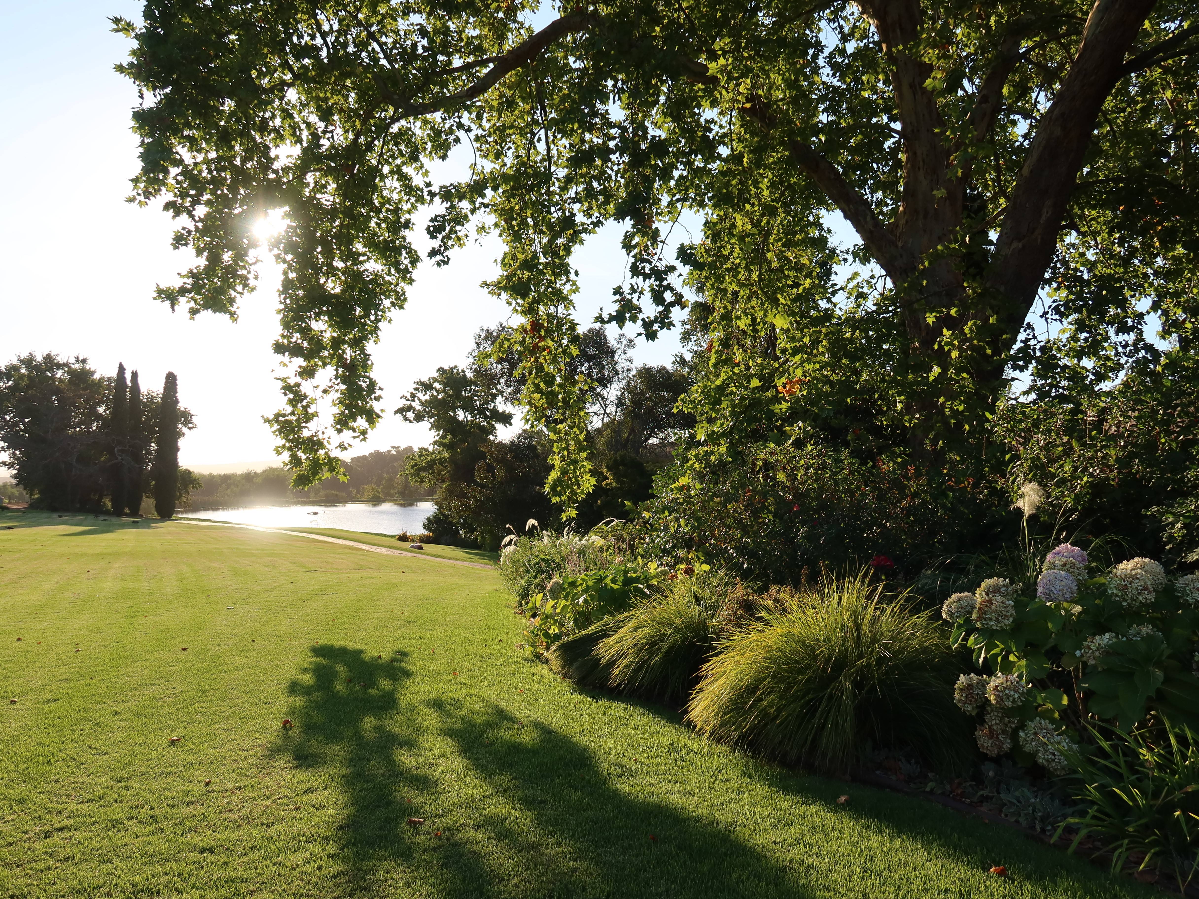 Golden hour garden with oak tree, lake, hydrangeas and ornamental grasses