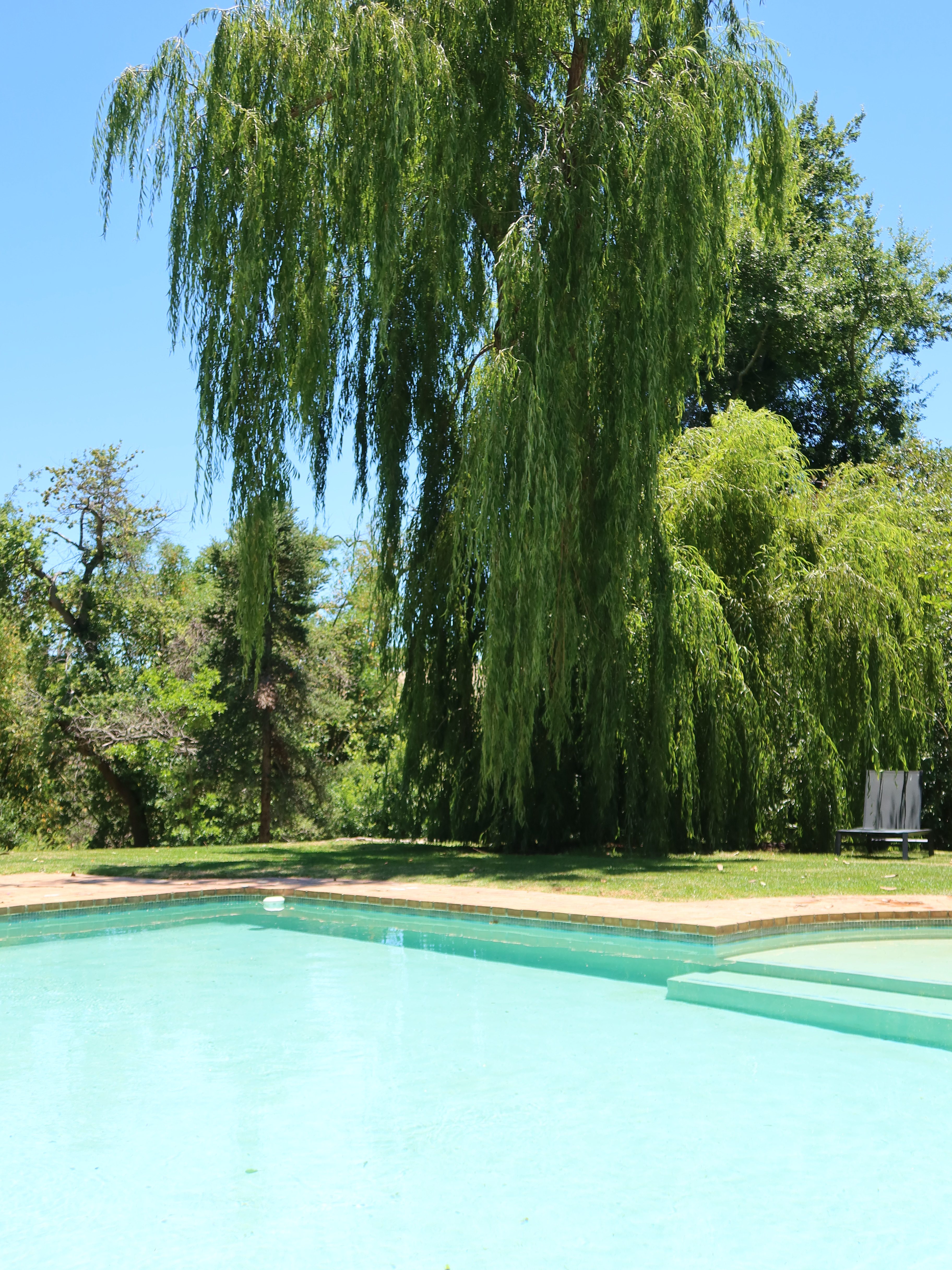 Turquoise swimming pool with weeping willow tree and green lawn