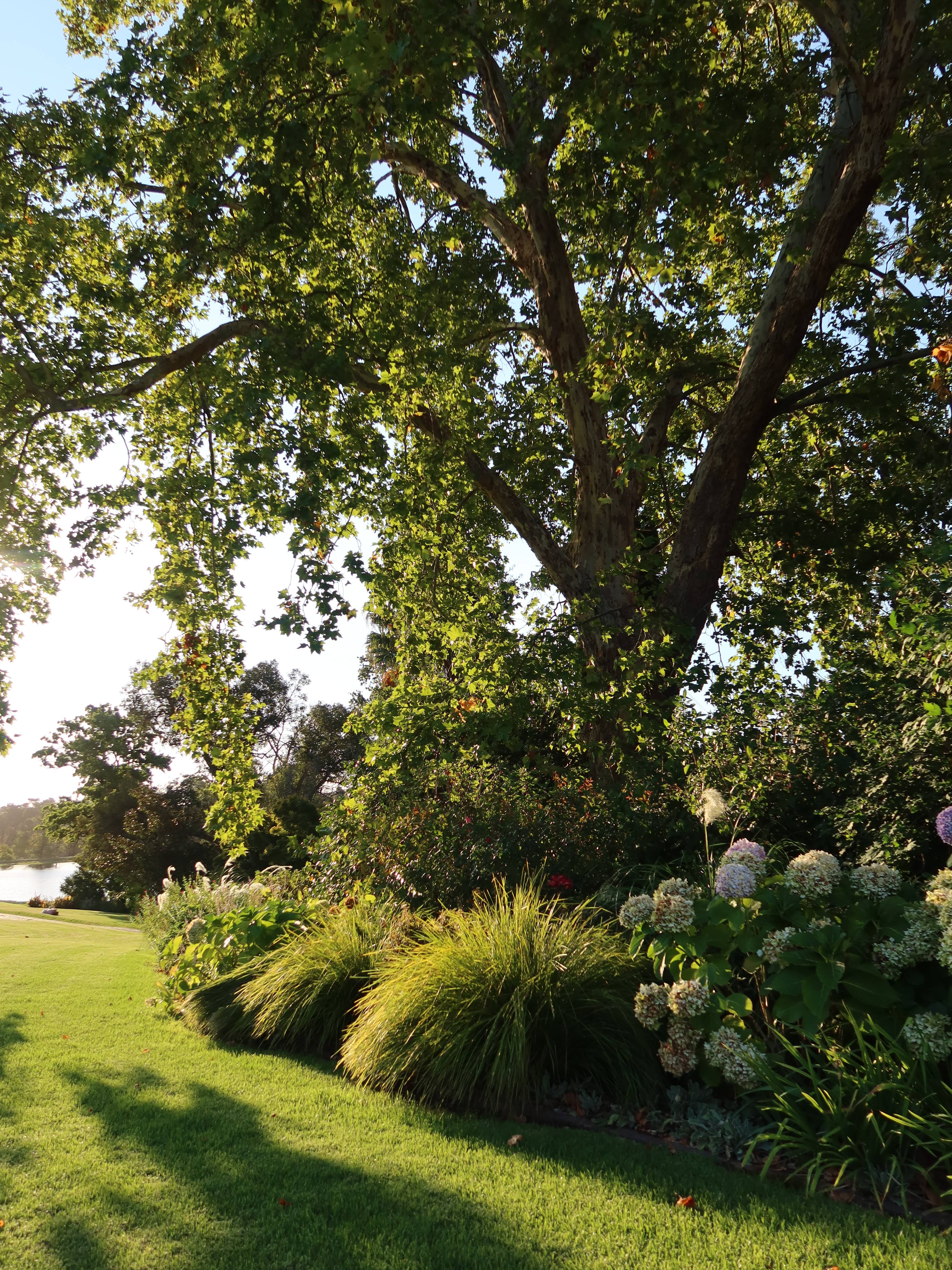 Navarre Residence gardens with oak tree and hydrangeas